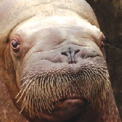 Ayveq the Walrus