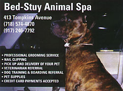 Bed Stuy Animal Spa