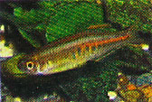 danio fish