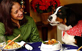 holiday feast with dog