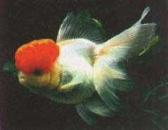 Oranda goldfish