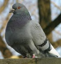 New York City Pigeon